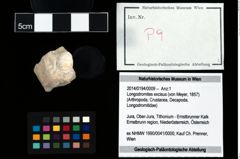 Foto (Objekt + Etikett) von Longodromites excisus (von Meyer, 1857)  (NHMW-GEO-2014-0194-0009)